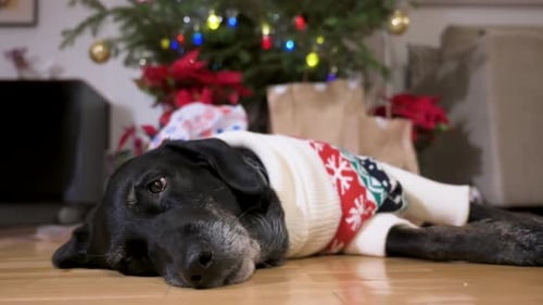 Dog Wearing Festive Sweater Lying near Christmas Tree