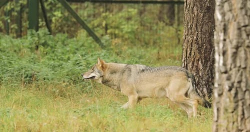 Wolf Canis Lupus Gray Wolf Grey Wolf Sniffing And Running At Summer Forest
