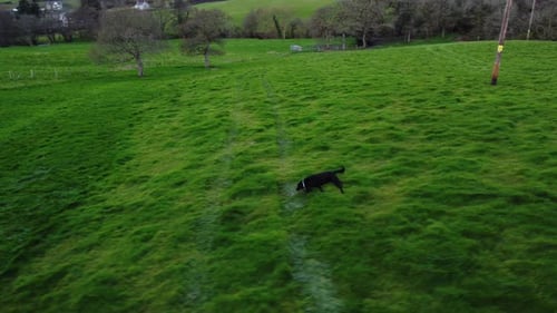 Aerial view of a young black labrador running in a green grass field.