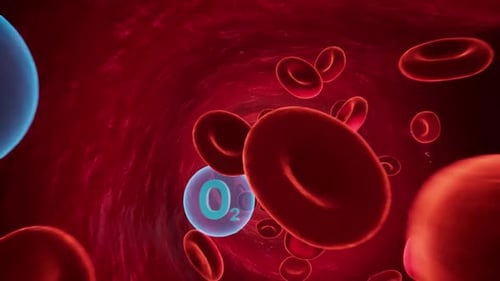 Oxygen Molecules and Red Blood Cells Flowing in a Blood Vessel