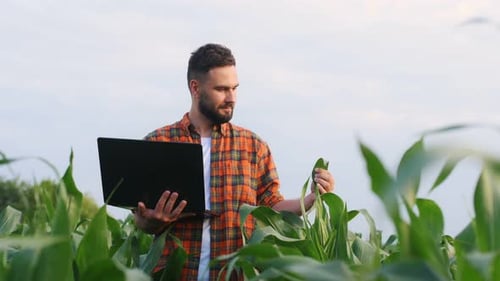 Big laptop and corn in hands. Man is on the agricultural field.