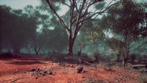 Australian Outback with Trees and Yellow Sand