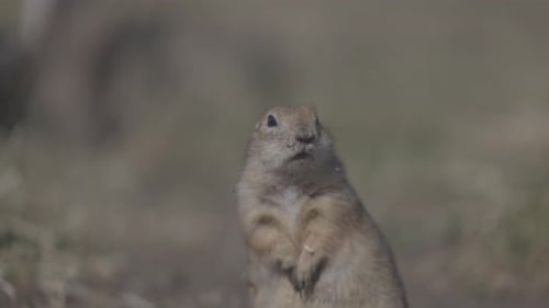 Retrato de esquilo engraçado na vida selvagem Little Ground Squirrel ou Little Suslik Spermophilus Pygmaeus