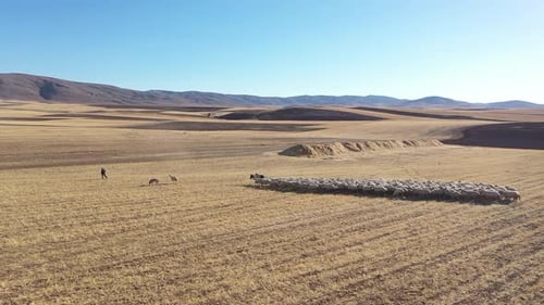 Vue aérienne du troupeau de moutons et de bergers
