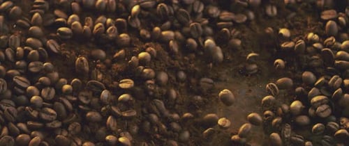Exploding premium coffee beans