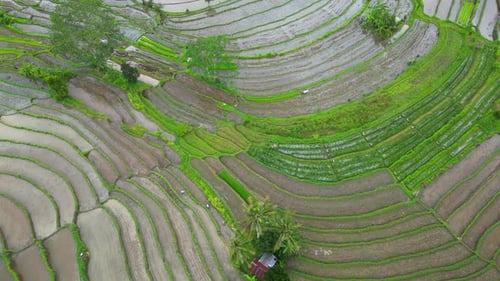 Rice field Terraces.