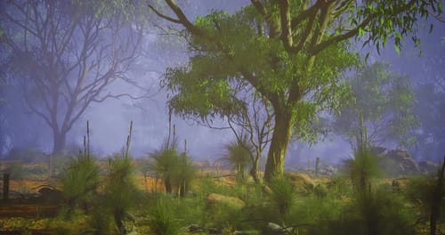 Lush Green Landscape in a Misty Forest During Early Morning Hours