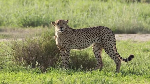 Beautiful backlit full body shot of a male Cheetah walking through the green landscape of the Kgalag