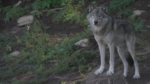 Canadian Wildlife - Wolf standing looking at camera static