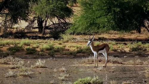 Springbok dans le parc transfrontalier de Kgalagadi, Afrique du Sud