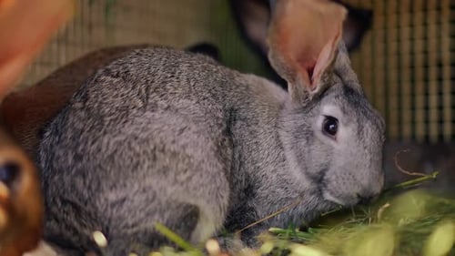 Side View Gray Rabbit Eating in Cage with Animals on Village Farm Portrait of Furry Domesticated