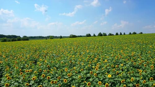 Sunflower field. Beautiful yellow flowers blooming in summer.