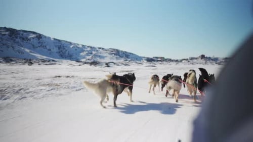 Rear Perspective Of Huskies Pulling Sled Against Snowy Mountain Backdrop