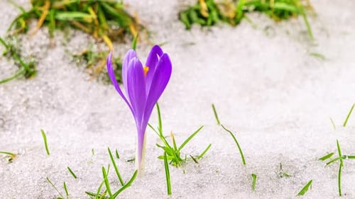 Snow Melting and Crocus Flower Blossom in Green Spring Meadow Time Lapse