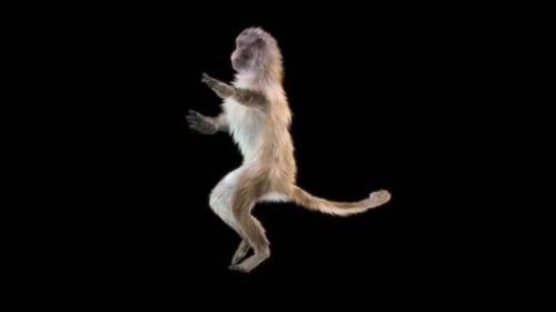 58 Monkey Dance HD