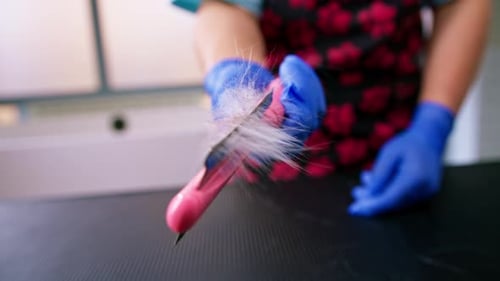 the groomer shows the combed fur on the brush after grooming the cat in the salon close-up