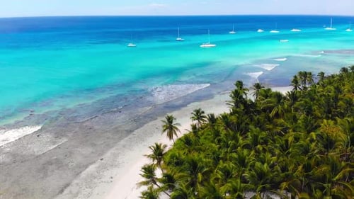 Tropical Beach Paradise: Aerial View of Palm-Lined Coast