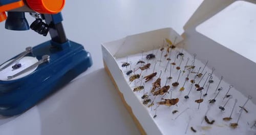 Closeup View Of Entomological Collection In Scientific Lab Box With Dried Beetles And Microscope