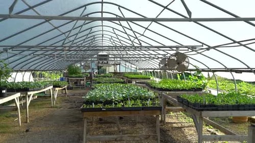 Inside Greenhouse With Seedling Plants on Tables