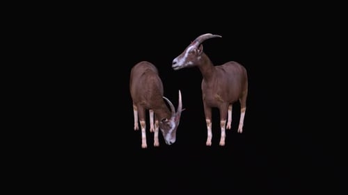 3D Animation of Goats Looking and Grazing