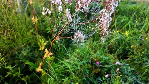 Early morning dew on spider web, motion view