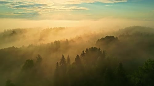 Golden sunrise over a misty forest, with light streaming through trees for a serene morning view