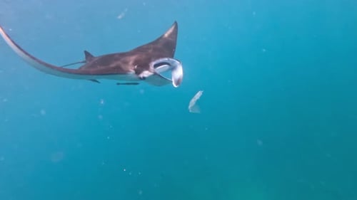 Manta Ray Swimming Gracefully Underwater in Turquoise Ocean