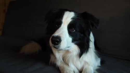 Lustiges Porträt eines Hundewelpen Border Collie, der drinnen auf der Couch liegt
