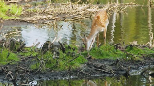 Young Deer Drinking Fawn Sips Water in Nature Juvenile Deer at Forest Pond Morning Scene with Young