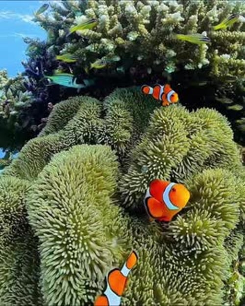 Clownfish Swimming Among Sea Anemones in Coral Reef