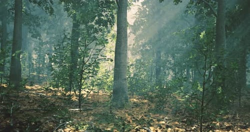 Sunlight Filtering Through Trees in a Dense Forest During Early Morning Hours