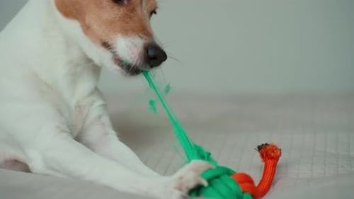 Jack Russell Terrier Chewing Rope Toy on Bed