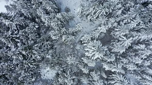 Aerial view of a snow-covered winter forest showcasing serene treetops and tranquility