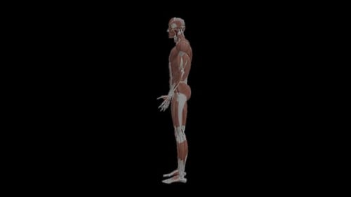 Rotating 3D Human Muscular and Skeletal System