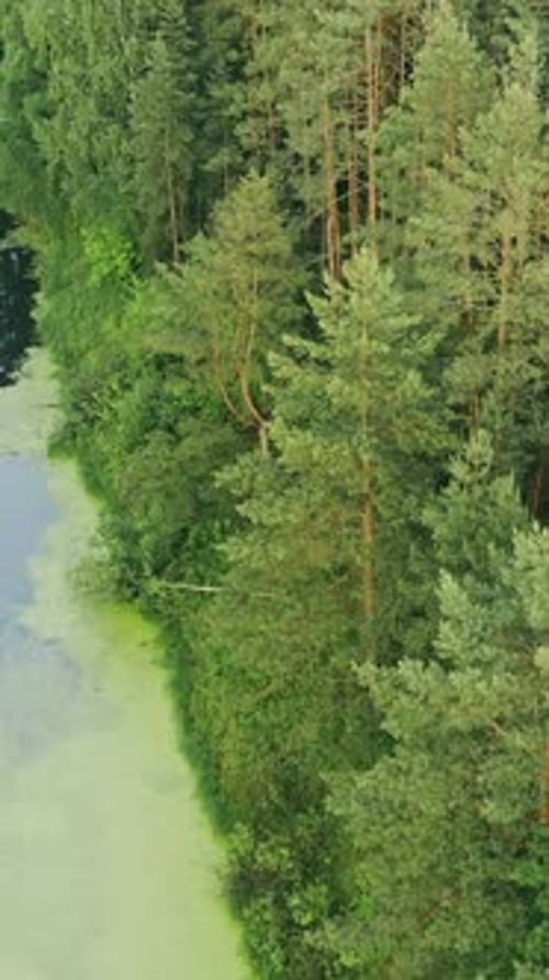 Aerial View Green Forest Woods