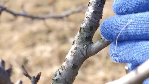 P63. Garden care. Pruning of fruit trees. The profession of a gardener.