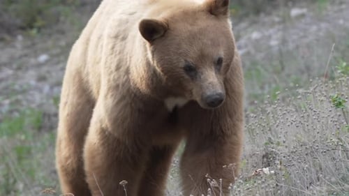 Big brown bear waking in forest. Canadian rockies, close up.