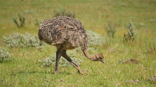 Junge Straußen picken an windigen Tagen auf Gras im grünen Savannengrasland