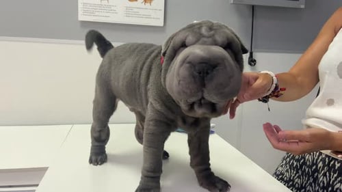 Observer un chiot de race Sharpei dans une clinique vétérinaire de référence.