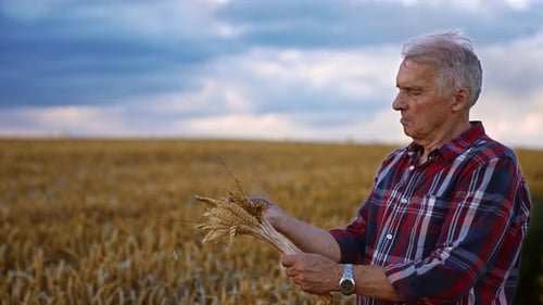 Caucasian male farmer picked the spikelets of wheat in the field.