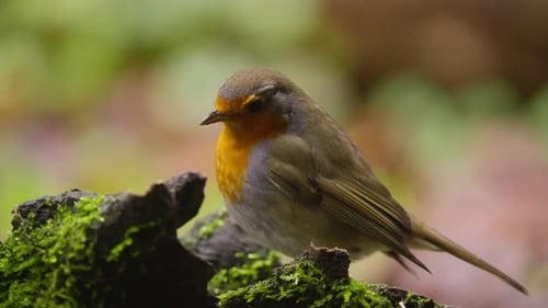 Slow motion robin perched on thin branch in green Dutch forest habitat