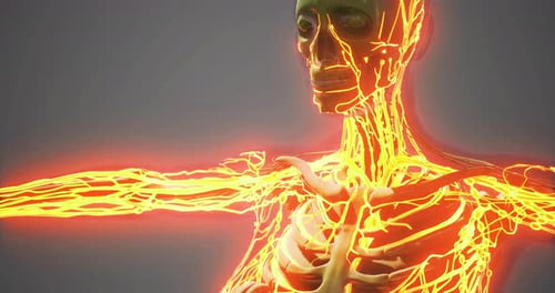 Detailed Visualization of Human Blood Vessels in Anatomical Representation