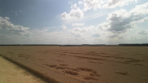 Wheat field aerial view in Ukraine