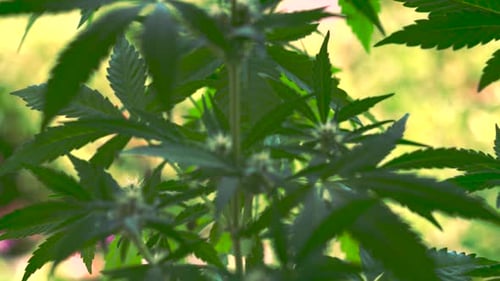 Grüne Marihuana-Cannabispflanze. THC-Medikament, Blütenblattknospen, die sich im Sonnenlicht im Wind bewegen. Nahaufnahme