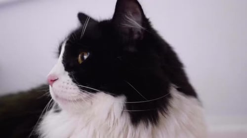 Furry Bicolor Cat Breed With Wide Yellow Eyes Looking Around. Close Up