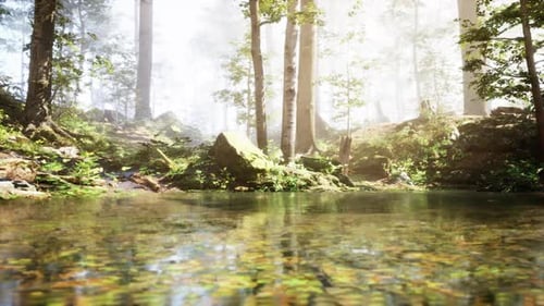 A Stream Running Through a Lush Green Forest