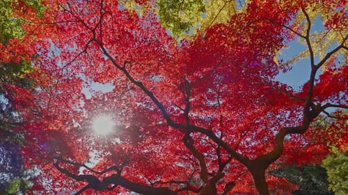 Bright Red Autumn Leaves Glowing in Sunny Nature
