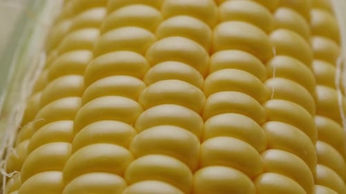 Close Up of Fresh Yellow Corn Kernels