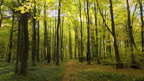 Forêt verdoyante aux arbres luxuriants illuminée par les rayons du soleil au lever du soleil d'automne | Amazing Wild
