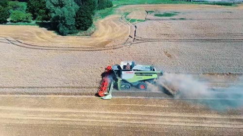 Aerial View of Harvester Machines Working in Wheat Field. Combine Agriculture Machine Harvesting Gol